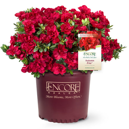 Azalea Encore Autumn Fire Azalea