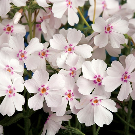 Creeping Phlox Amazing Grace