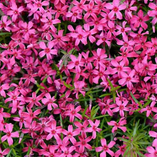 Creeping Phlox Scarlet Flame