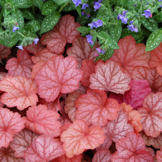 Heuchera Georgia Peach 1 gallon