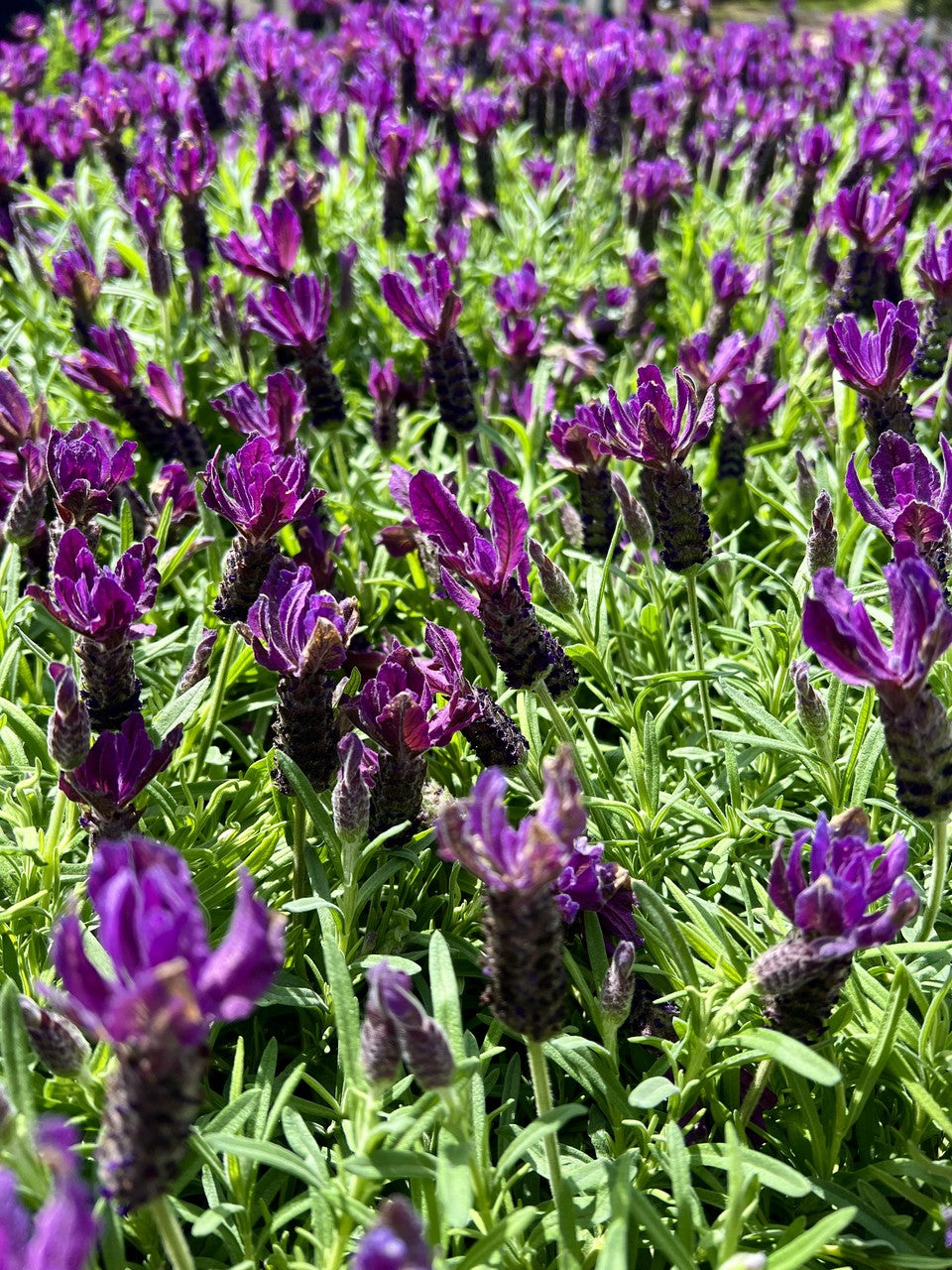 Lavender 6 inch