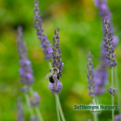 Lavender 6 inch