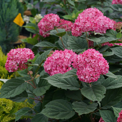 Invincibelle Ruby Hydrangea