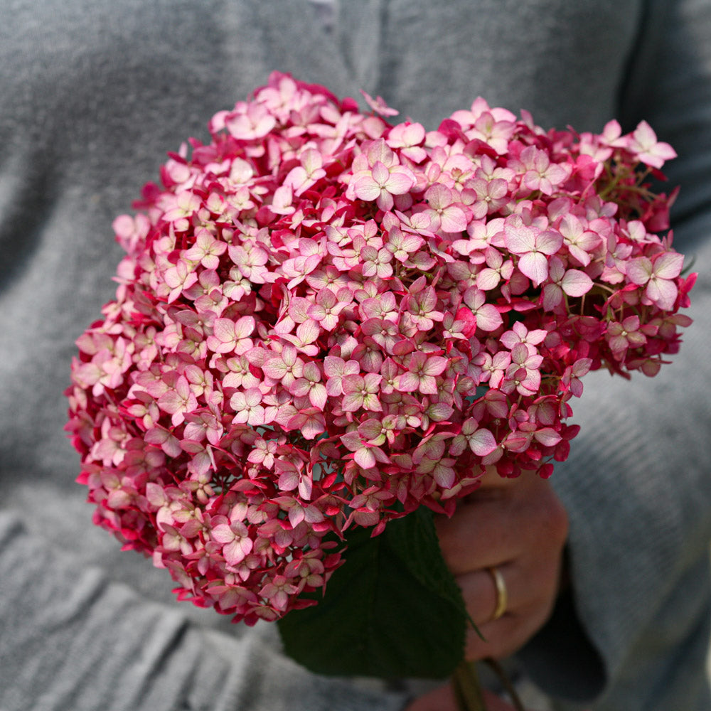 Invincibelle Ruby Hydrangea