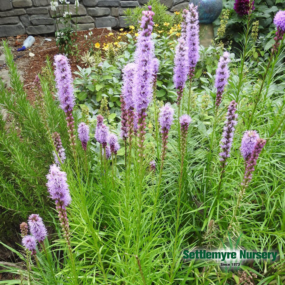 Perennial Liatris #1