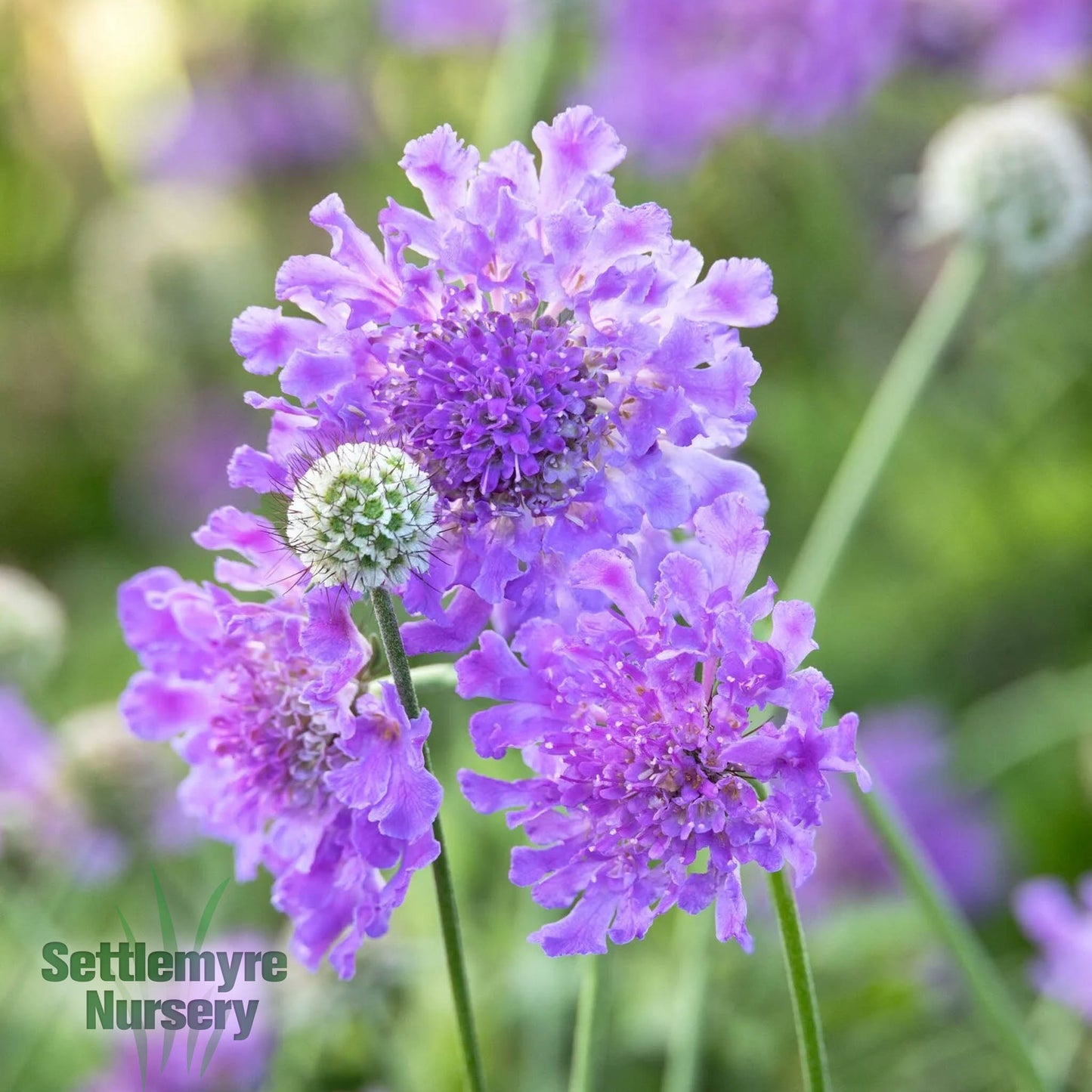 Perennial Scabiosa Pincushion Flower 1G