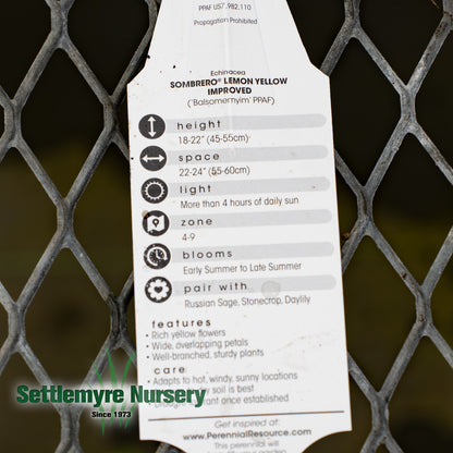 Echinacea Assorted #1