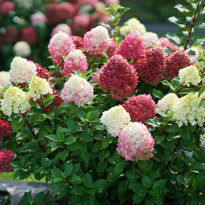 Little Lime Punch Hydrangea Blooms by Proven Winners