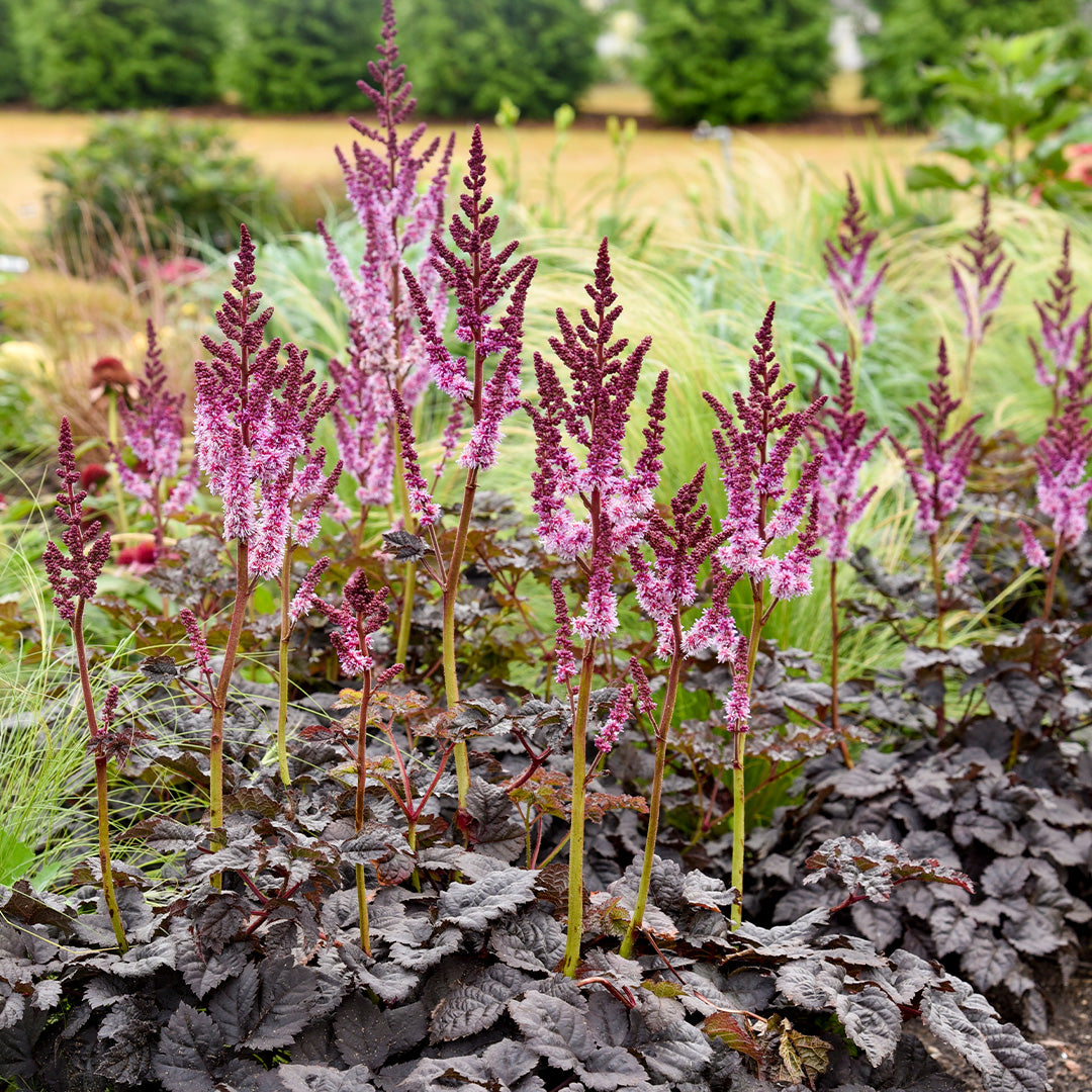 Perennial Astilbe #2