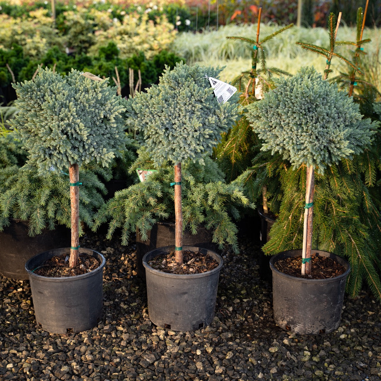 Blue Star Juniper on a Standard