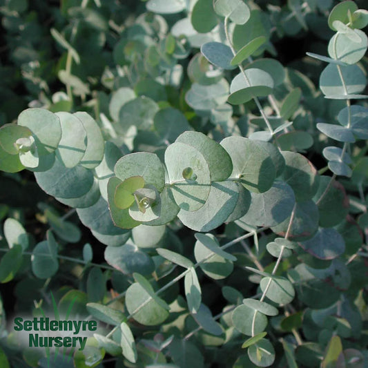 Annual Eucalyptus 8"