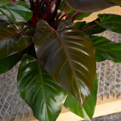 Philodendron McColleys Finale