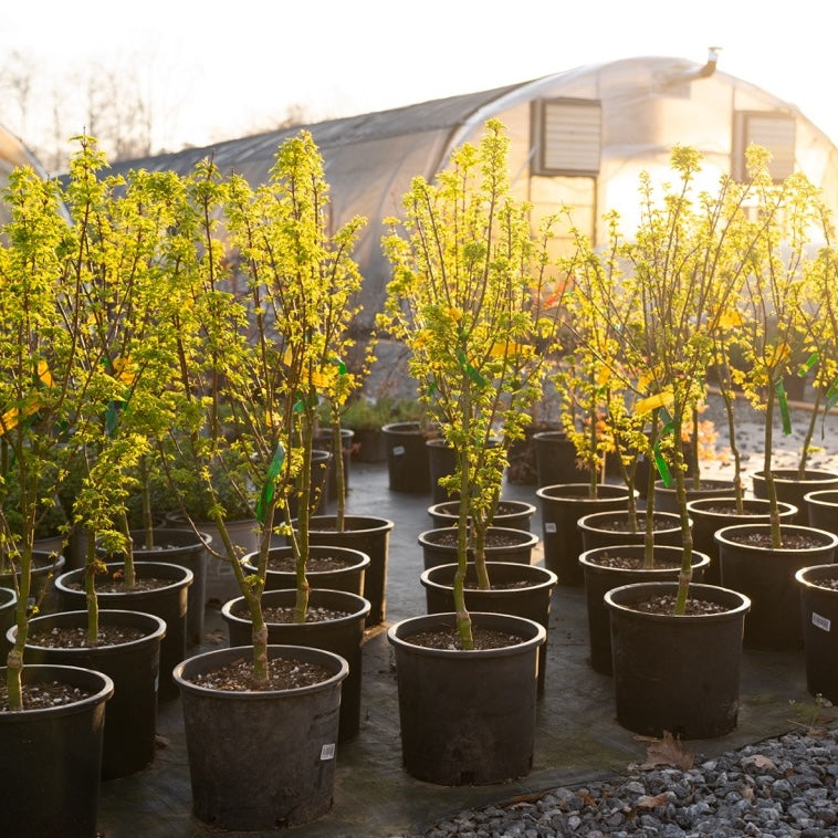 Shishigashira Japanese Maple in pot