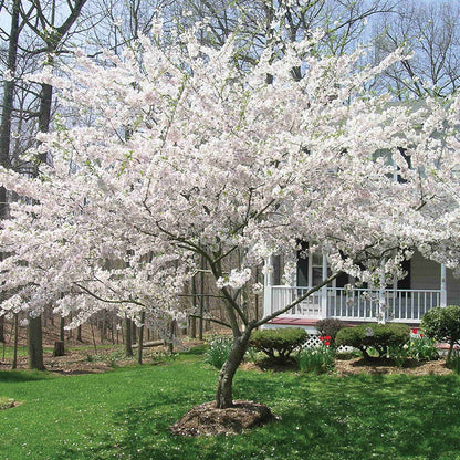 B&B Yoshino Flowering Cherry