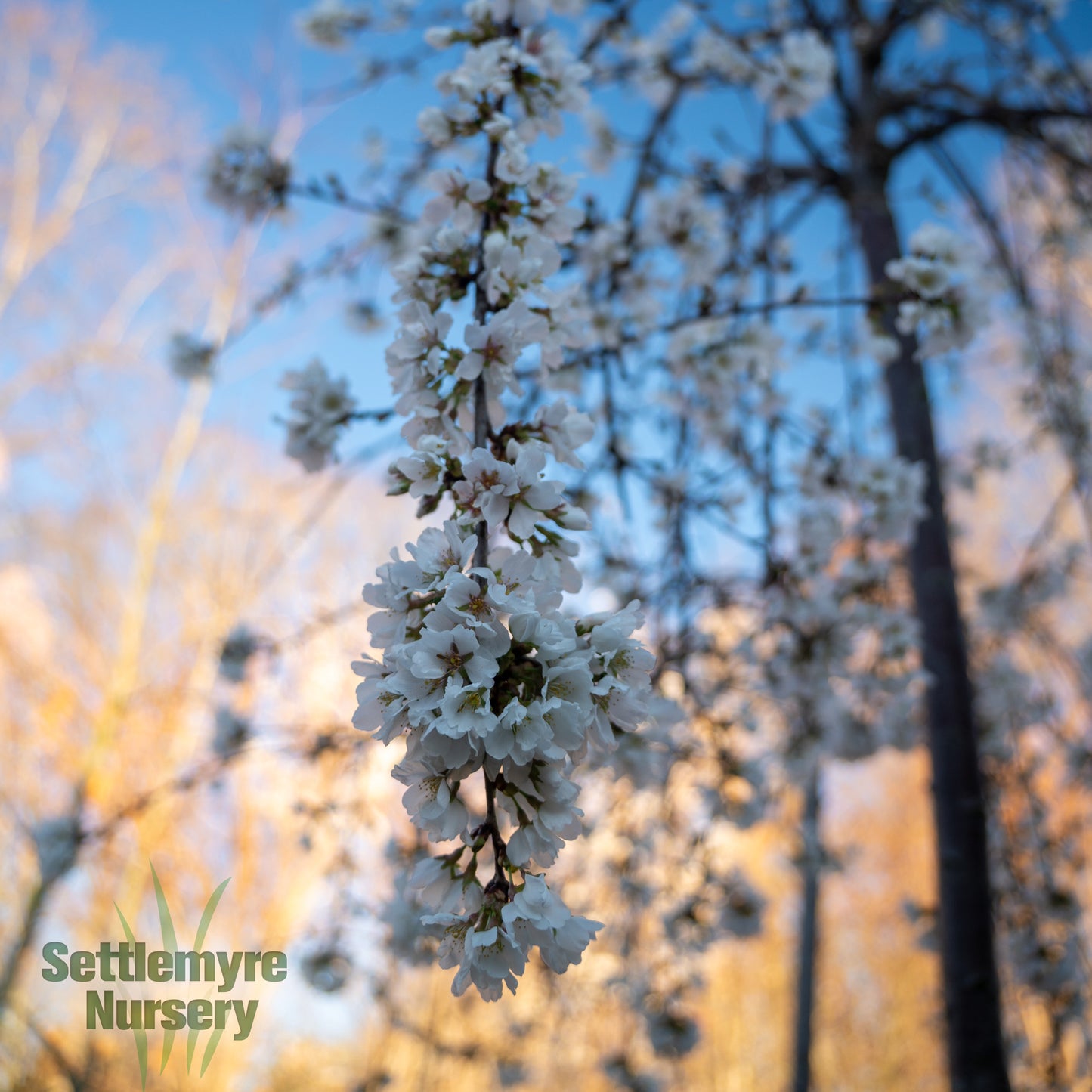 B&B Weeping Cherry Snowfountain