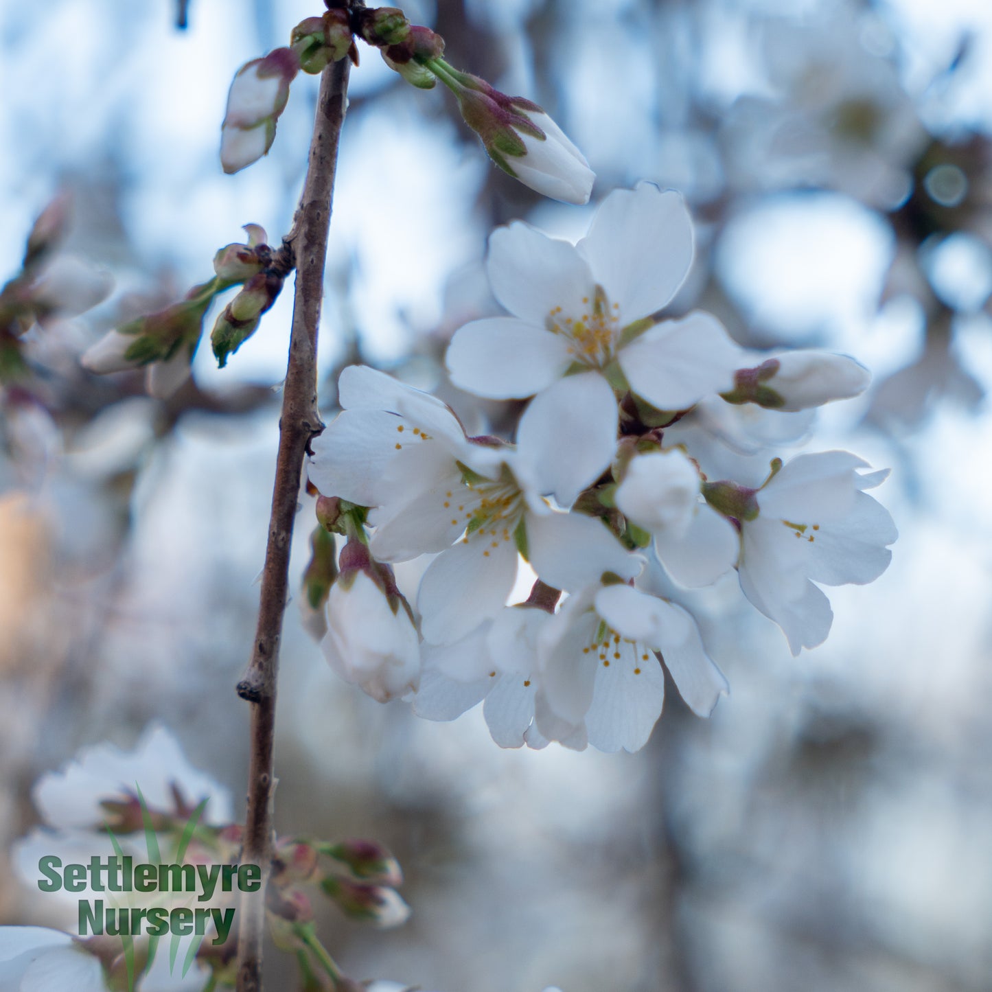 B&B Weeping Cherry Snowfountain