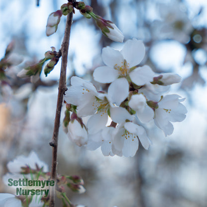 B&B Weeping Cherry Snowfountain