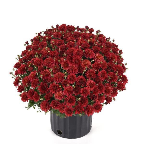 Multiple colors of Mums for Sale