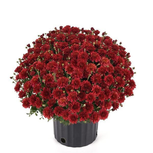 Multiple colors of Mums for Sale