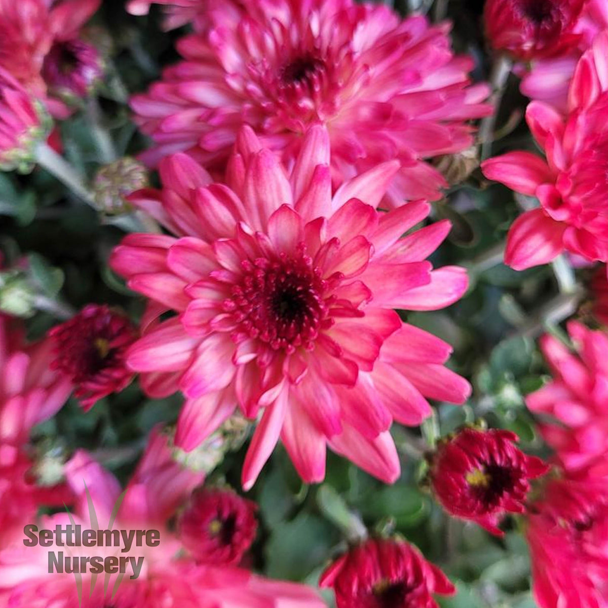 Multiple colors of Mums for Sale