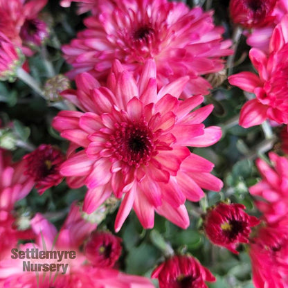 Multiple colors of Mums for Sale