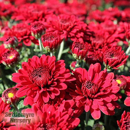 Mum Pobo Red 12"