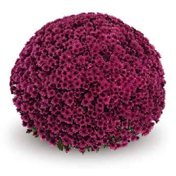 Mum Vigorelli Purple 12"