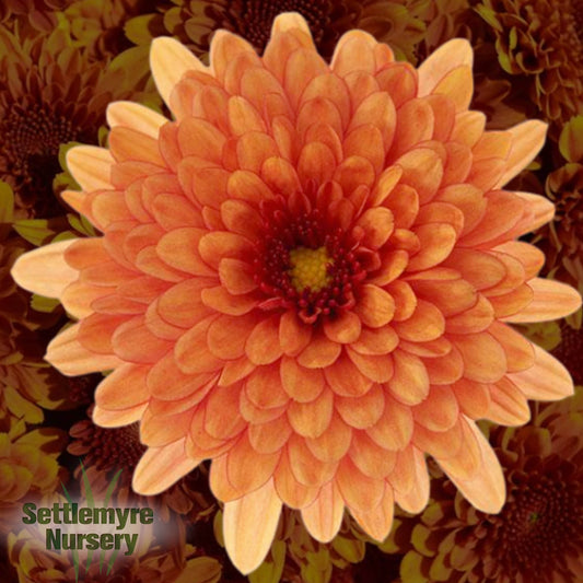 Gigi Tri-color Mum