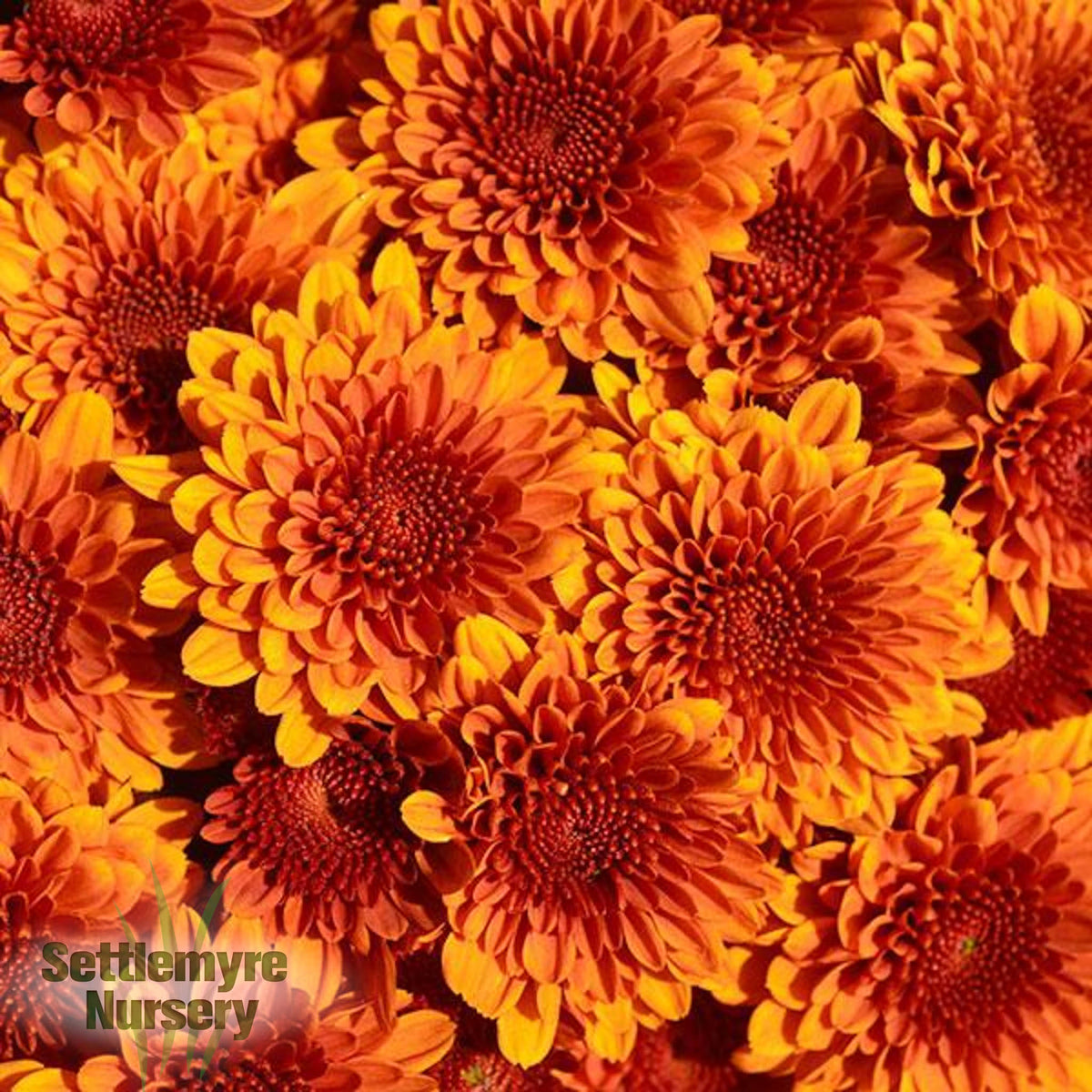 Gigi Tri-color Mum