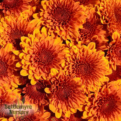 Gigi Tri-color Mum