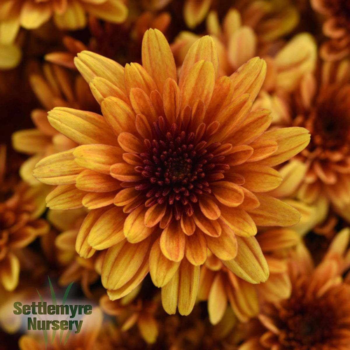 Gigi Tri-color Mum