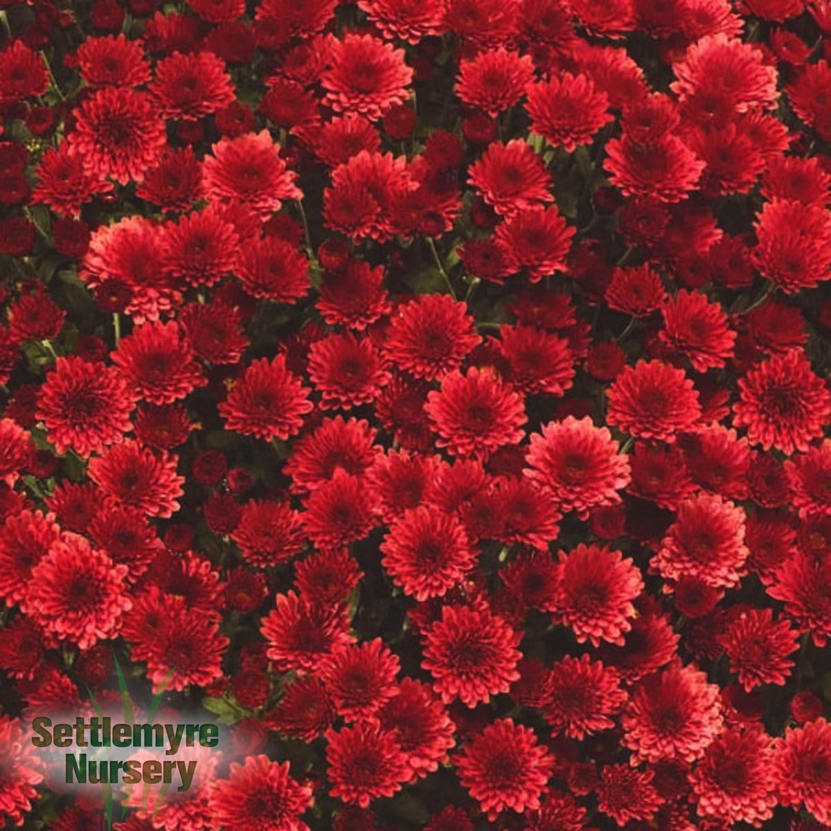 Gigi Tri-color Mum