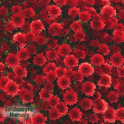 Gigi Tri-color Mum