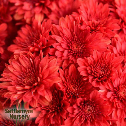 Gigi Tri-color Mum