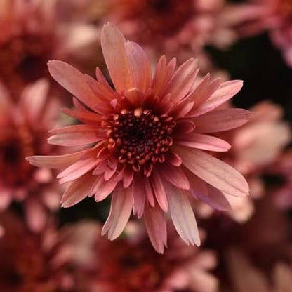 Carousel Blushing Salmon Mum