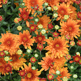 Mum Arluno Orange