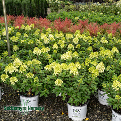 Little Lime Punch Hydrangea Blooms by Proven Winners