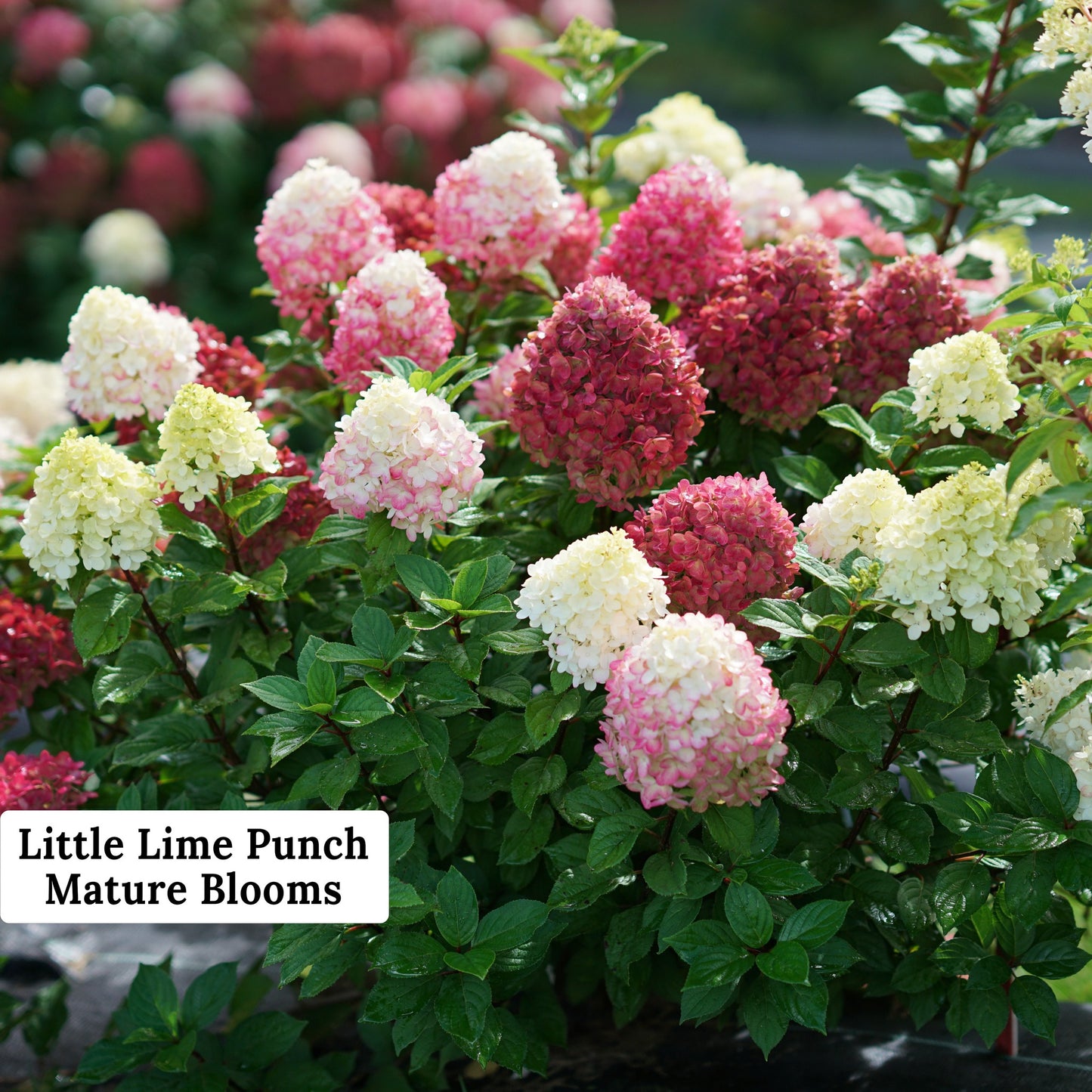 Little Lime Punch Hydrangea Blooms by Proven Winners