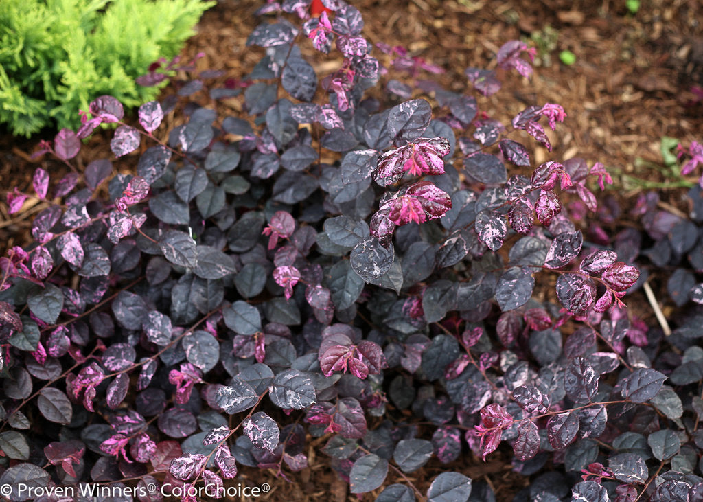 Loropetalum Jazz Hands