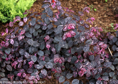 Loropetalum Jazz Hands