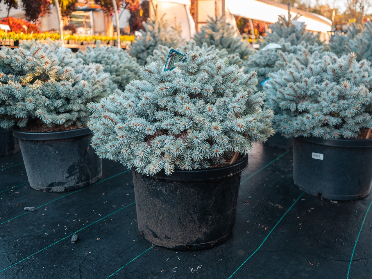 Moonstone Dwarf Blue Spruce - 202986