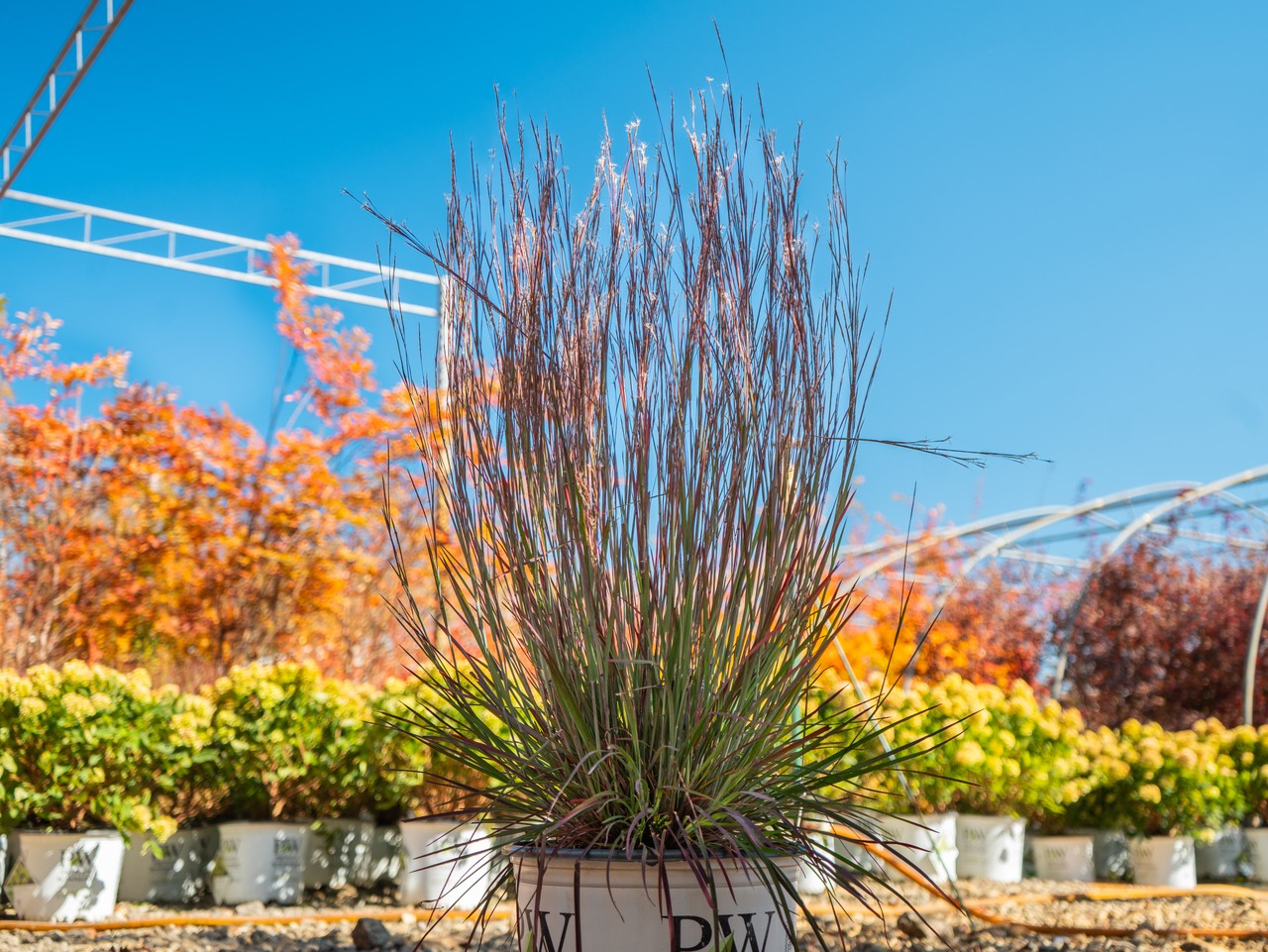 Grass Bluestem Blue Paradise 3 Gallon
