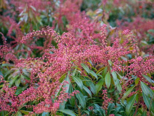 Pieris Japonica Mountain Fire