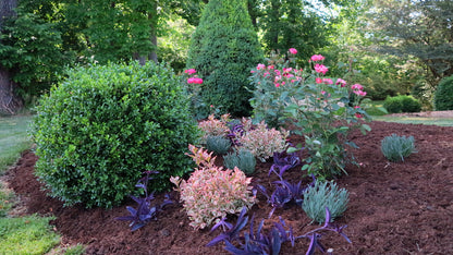 Boxwood Independence - 203047