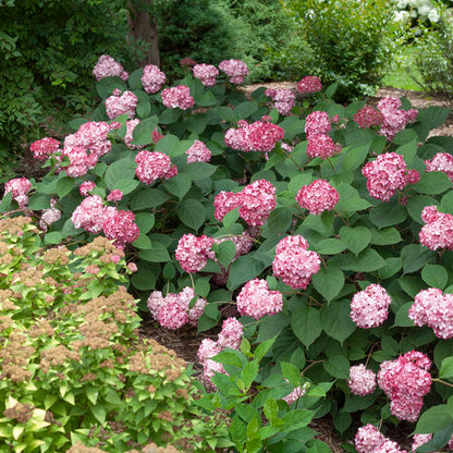 Invincibelle Ruby Hydrangea