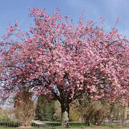B&B Kwanzan Flowering Cherry