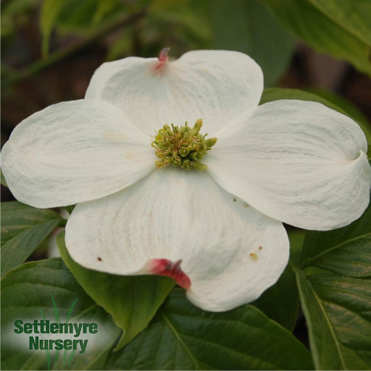 B&B Dogwood Cloud 9 Florida White