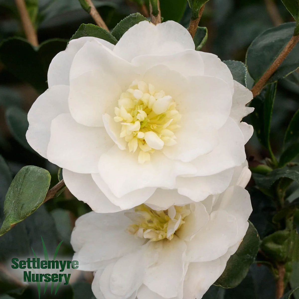 Camellia Assorted