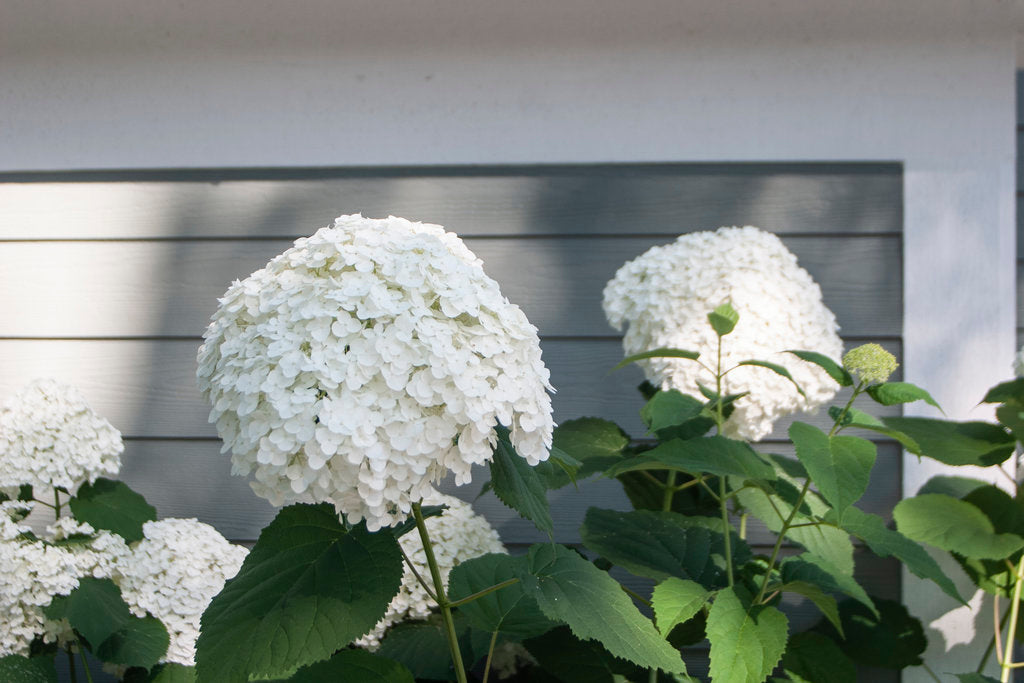 Incrediball White Hydrangea