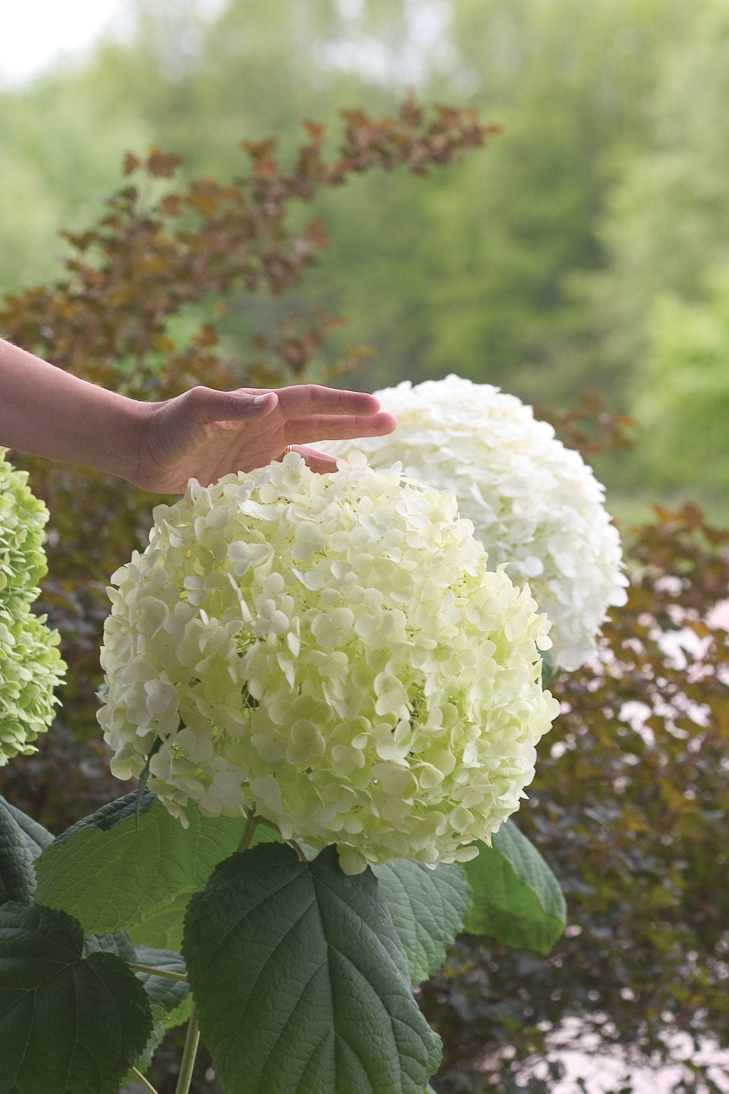 Incrediball White Hydrangea